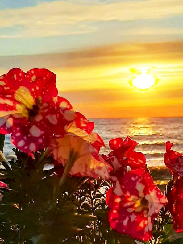 Rode Bloemen op het Strand bij Zonsondergang Schilderen op Nummers