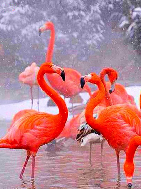 Rode Flamingos Schilderen op Nummers