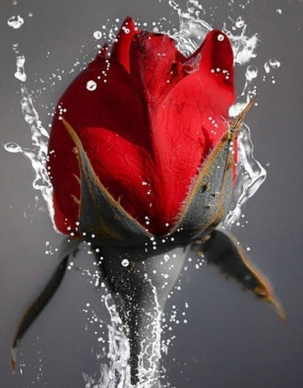 Rode Roos met Water Schilderen op Nummers