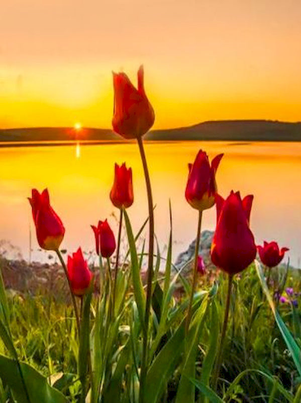Rode Tulpen bij het meer bij Zonsondergang Schilderen op Nummers