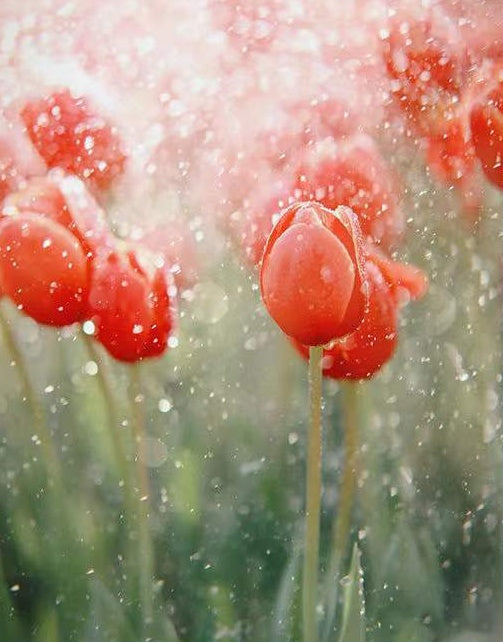 Rode Tulpen in de Regen Schilderen op Nummers