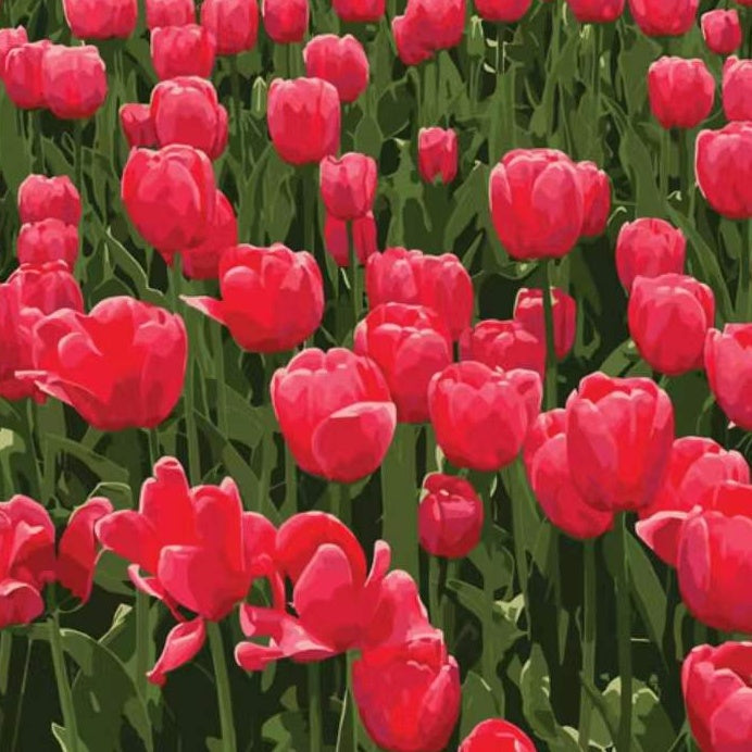 Rode tulpenvelden Schilderen op Nummers