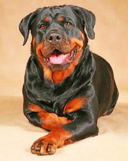 Rottweiler Hond Schilderen op Nummers