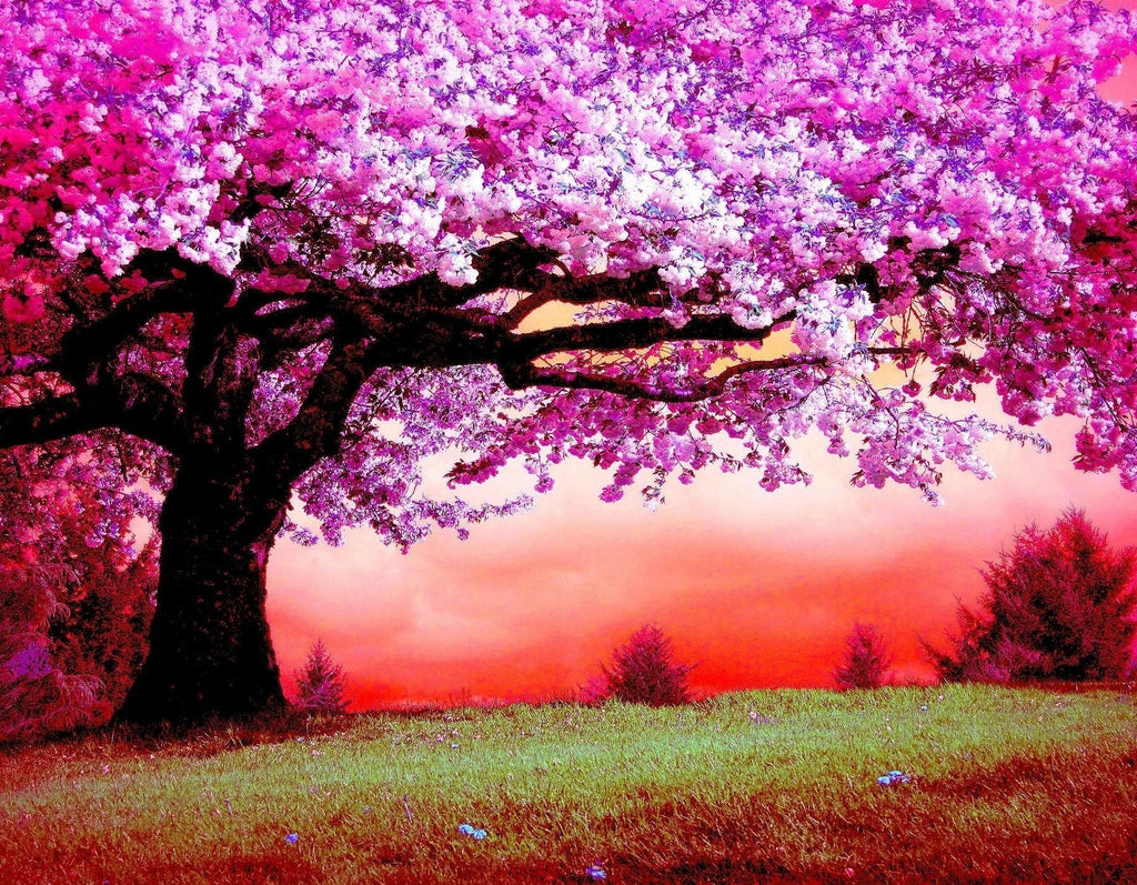 Roze Bloeiende Boom in de Wei Schilderen op Nummers