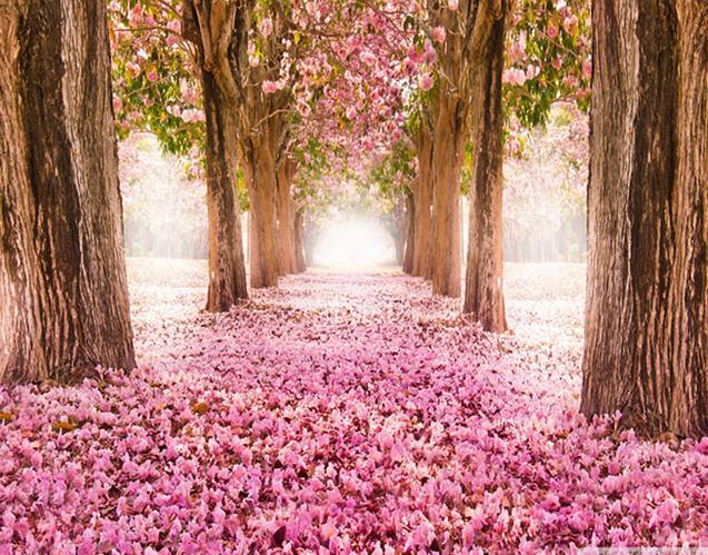 Roze Bloeiende Boom Schilderen op Nummers