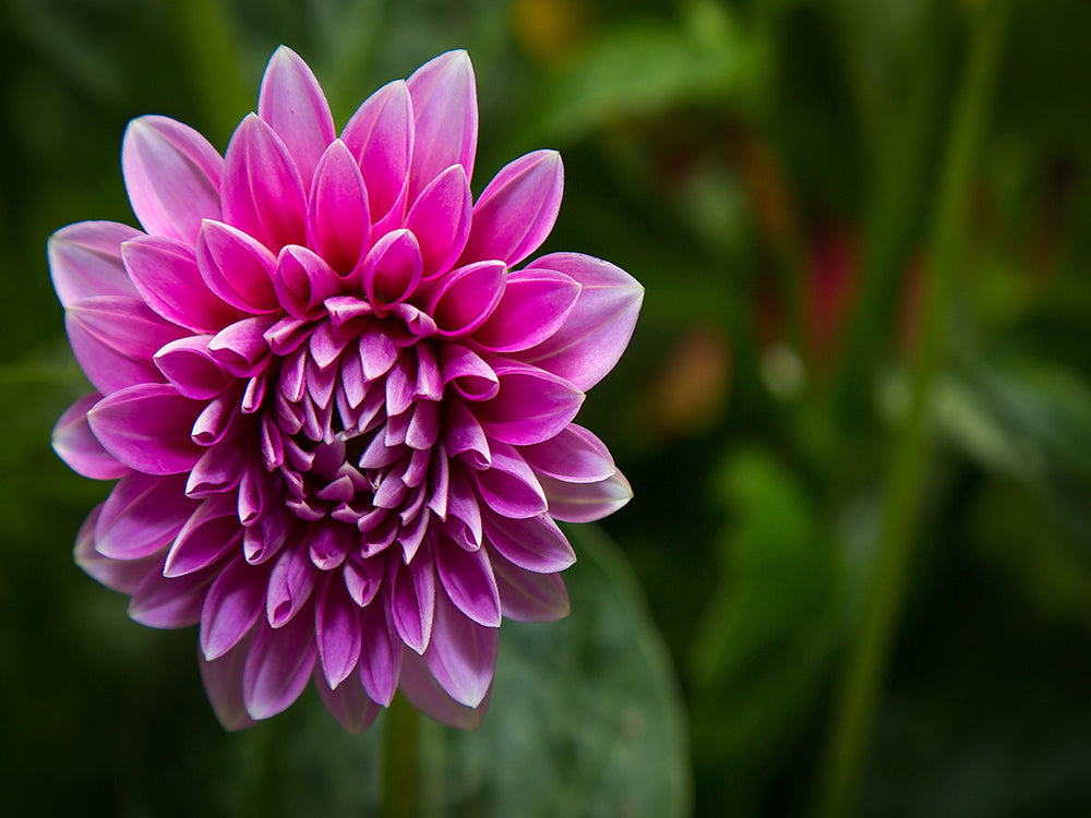Roze Bloem Schilderen op Nummers