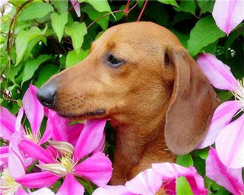 Roze Bloemen en Bruine Hond Schilderen op Nummers