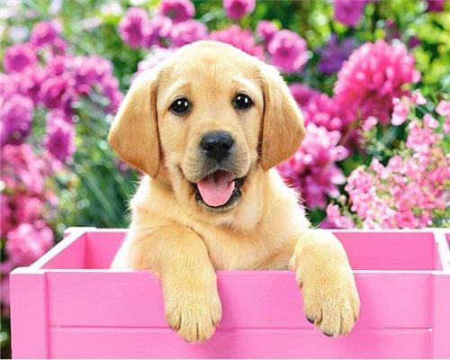 Roze Bloemen en Gele Hond Schilderen op Nummers