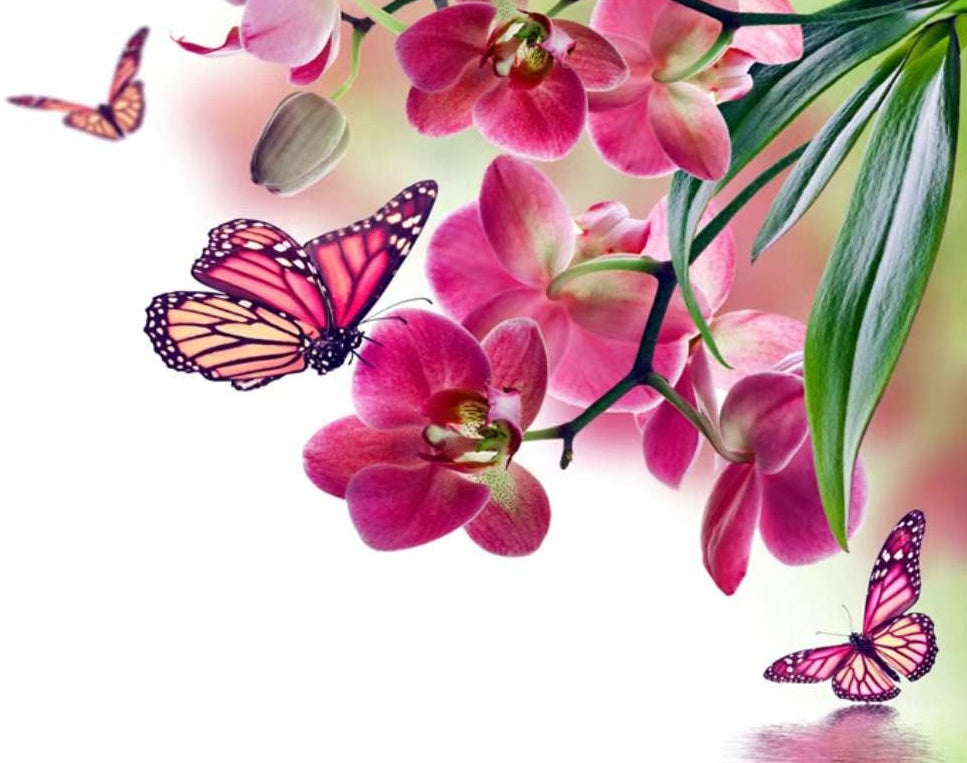 Roze Bloemen en Vlinders Schilderen op Nummers