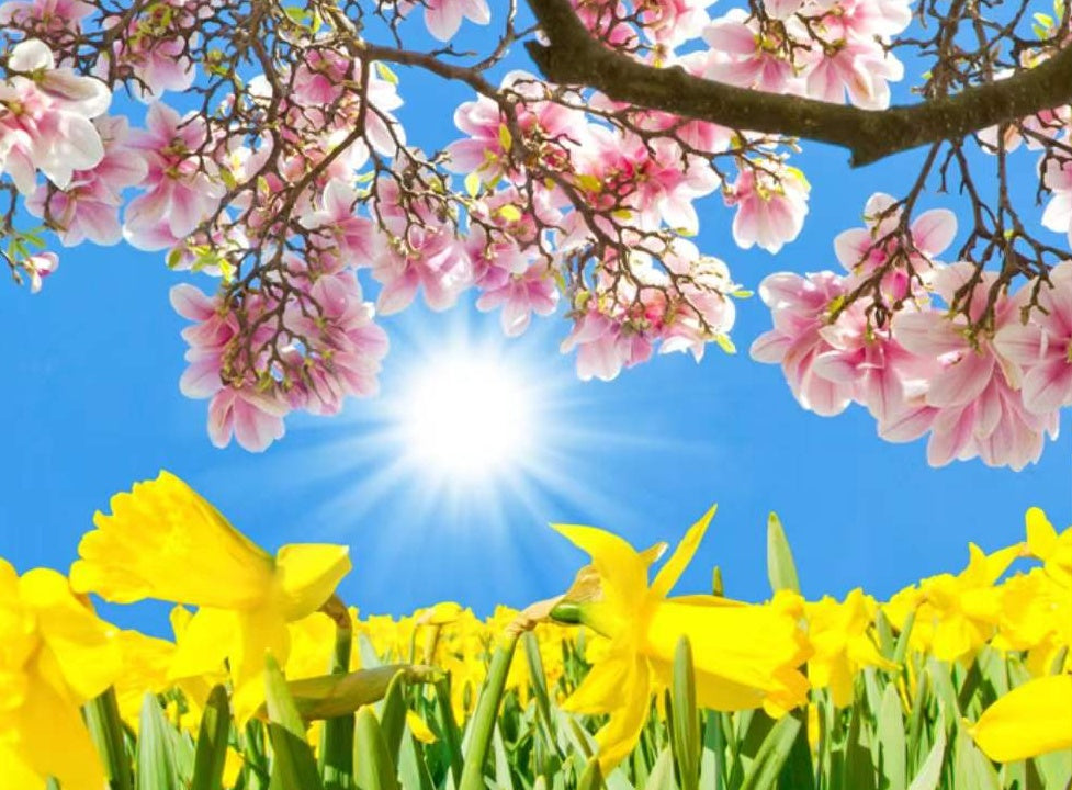 Roze Bloesems en Gele Bloemen in de Zon Schilderen op Nummers