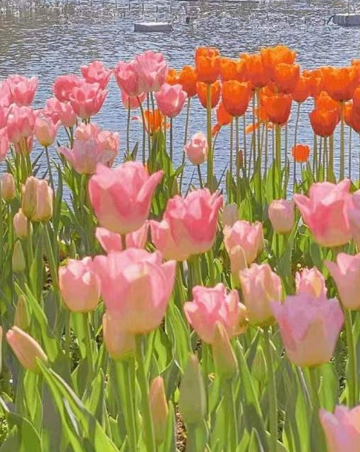 Roze en Oranje Tulpen bij de Rivier Schilderen op Nummers