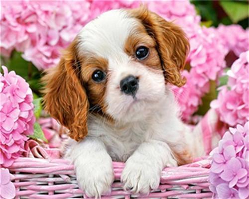 Roze Hortensia en Schattig Puppy Schilderen op Nummers