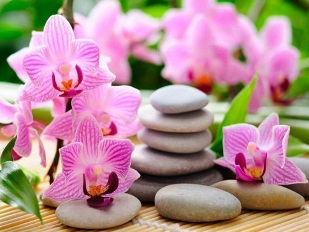 Roze orchideeën en stenen Schilderen op Nummers
