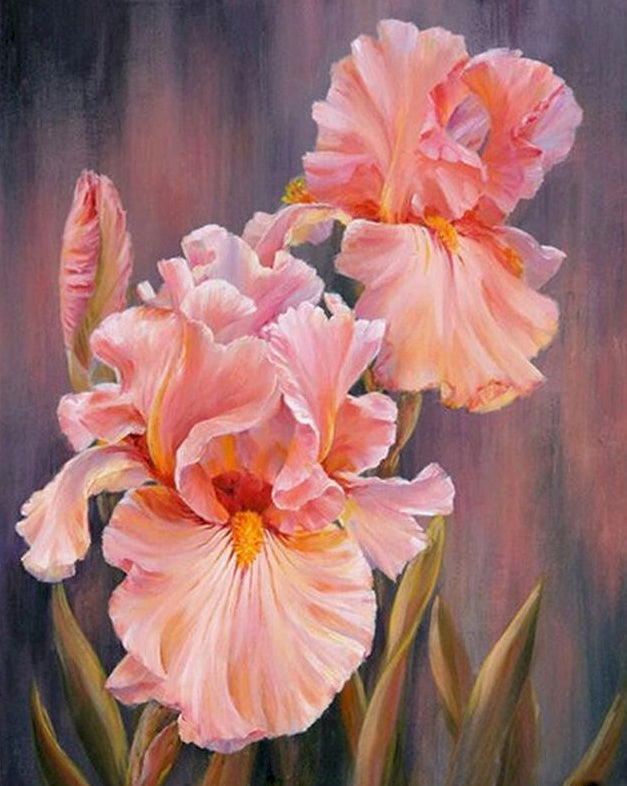 Roze Phalaenopsis Schilderen op Nummers
