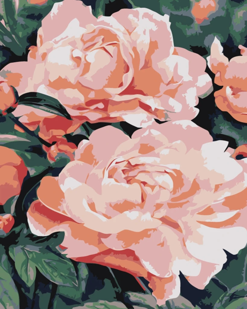 Roze rozen in aquarelstijl Schilderen op Nummers