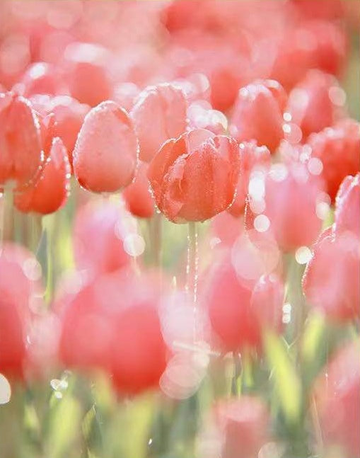 Roze Tulpen met Waterdruppelblaadjes Schilderen op Nummers