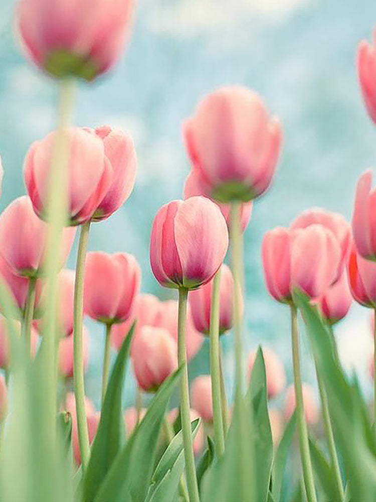 Roze tulpen onder een blauwe hemel Schilderen op Nummers