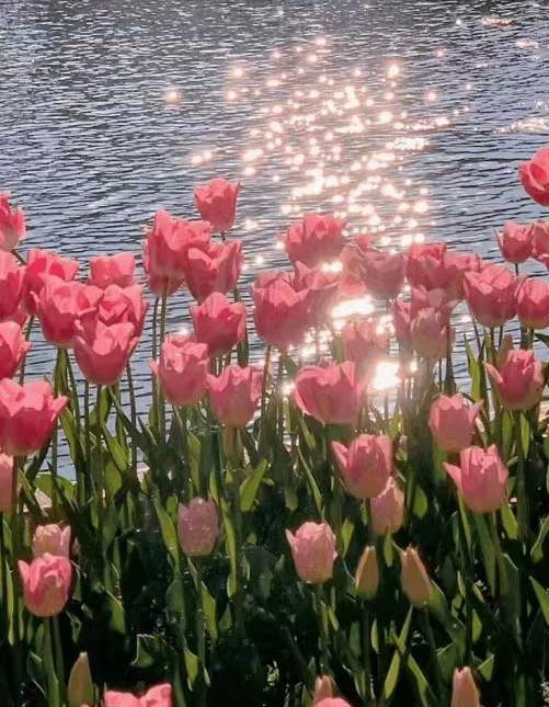 Roze tulpen op de rivieroever Schilderen op Nummers