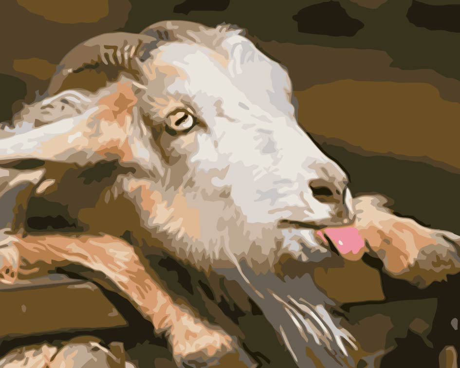 Schaap Schilderen op Nummers