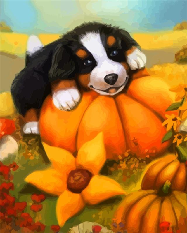 Schattig Berner Sennenhond op een Pompoen Schilderen op Nummers