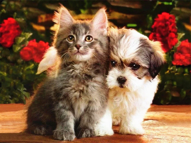 Schattig Katje en Puppy Schilderen op Nummers