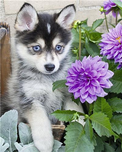 Schattige Coyote en Paarse Bloemen Schilderen op Nummers
