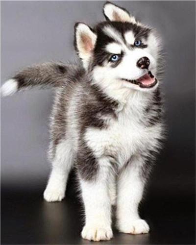 Schattige Husky Schilderen op Nummers
