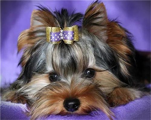 Schattige Puppy met Paarse Strik Schilderen op Nummers