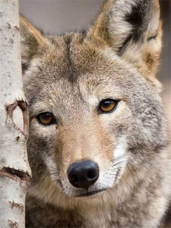 Schattige Wolf Schilderen op Nummers