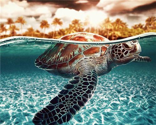 Schildpad in het Water Schilderen op Nummers