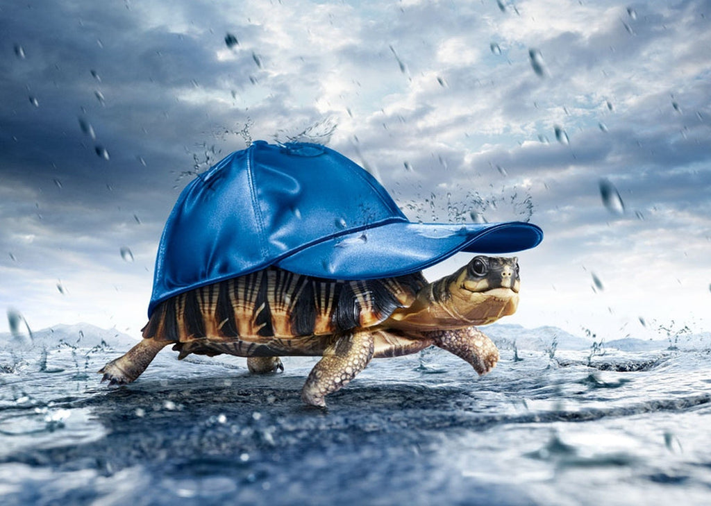 Schildpad onder de Blauwe Hoed Schilderen op Nummers