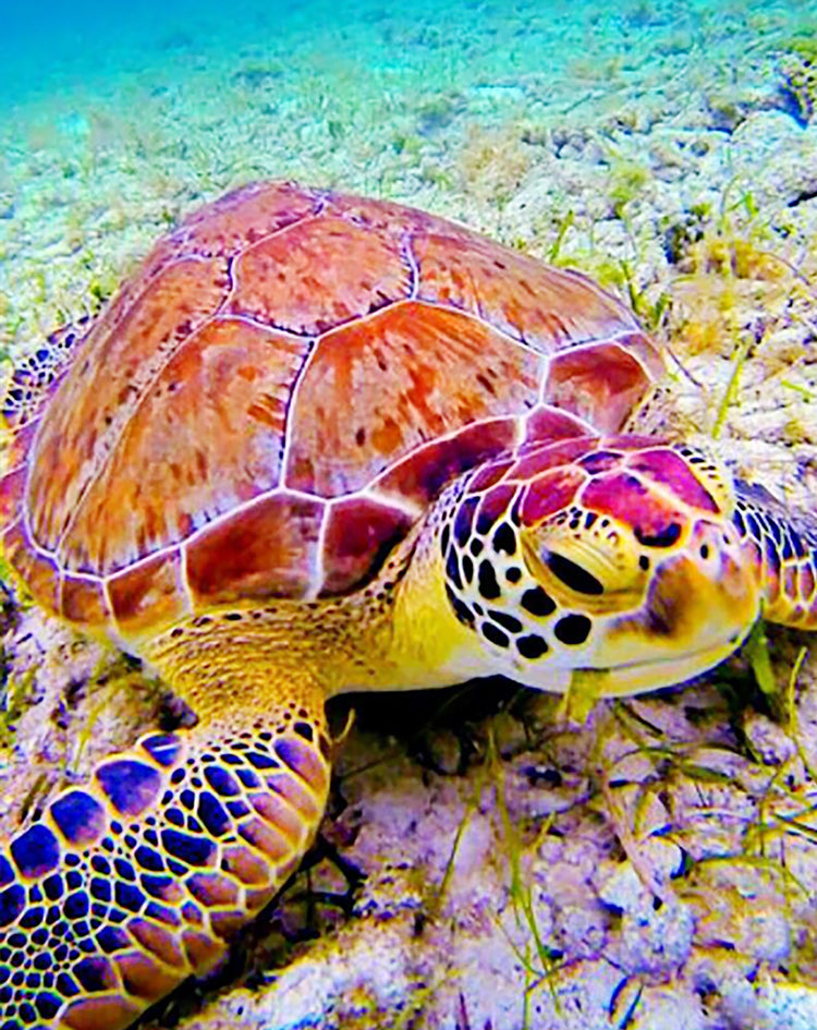 Schildpad op de Kust Schilderen op Nummers