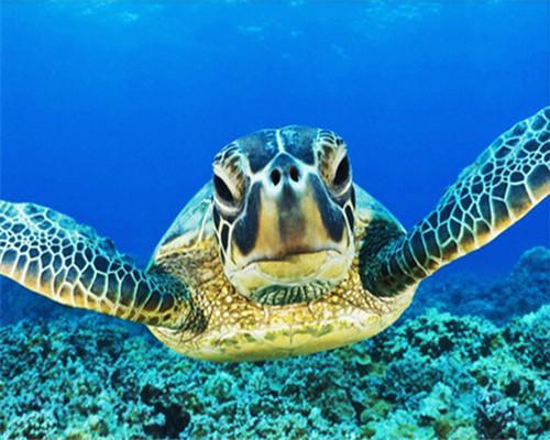 Schildpad Schilderen op Nummers