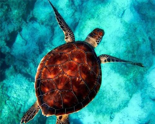 Schildpad Schilderen op Nummers