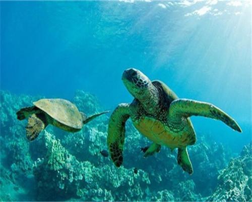 Schildpadden in de Diepzee Schilderen op Nummers