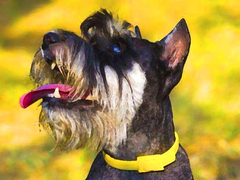 Schnauzer Hond Schilderen op Nummers