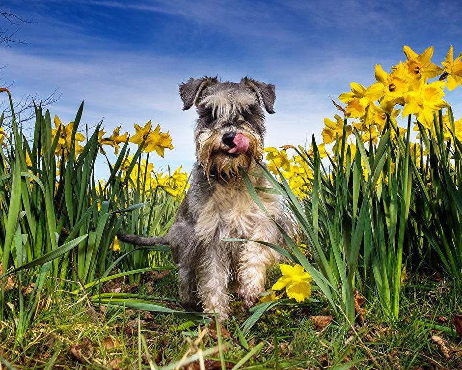 Schnauzer in een Veld met Gele Bloemen Schilderen op Nummers