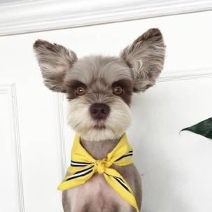 Schnauzer met Gele Halsband Schilderen op Nummers