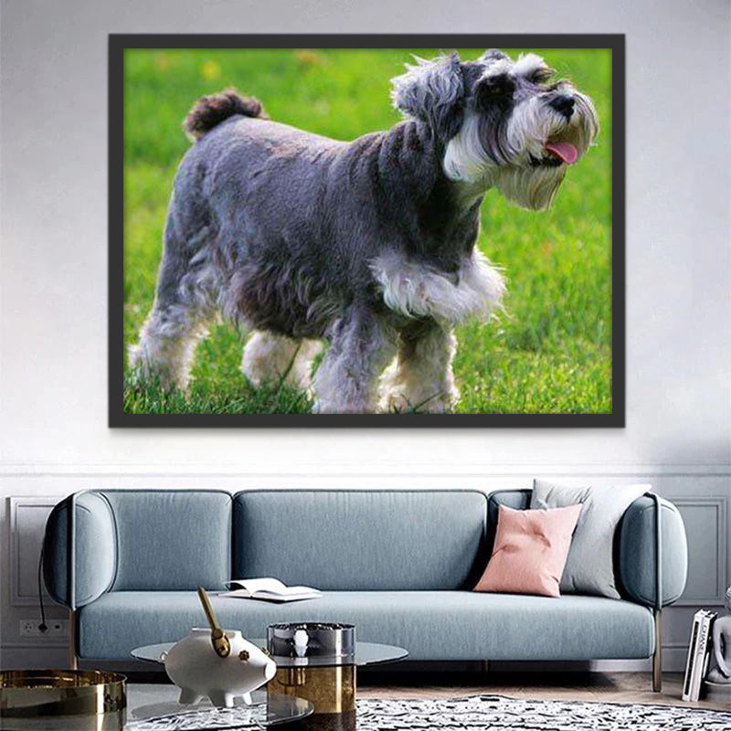 Schnauzer op het Gras Schilderen op Nummers