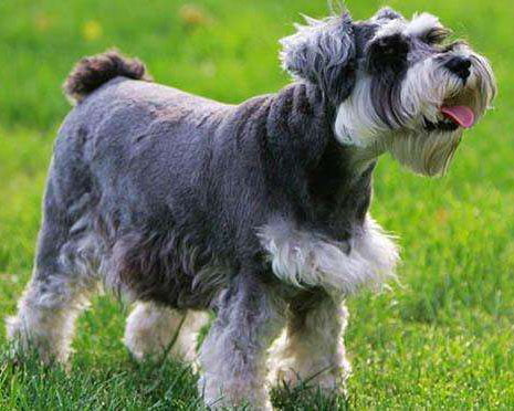 Schnauzer op het Gras Schilderen op Nummers