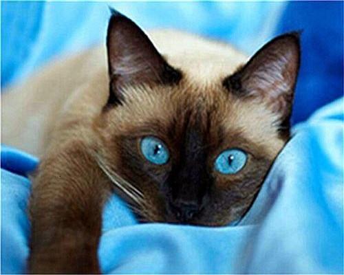 Siamese Kat met Blauwe Ogen Schilderen op Nummers