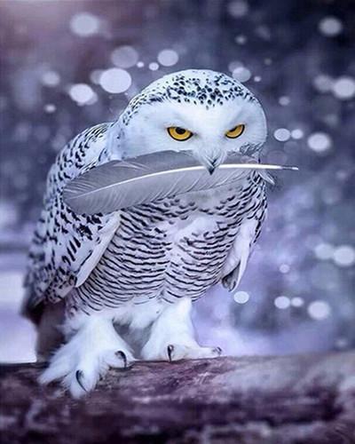 Sneeuwuil met Veer in zijn Bek Schilderen op Nummers