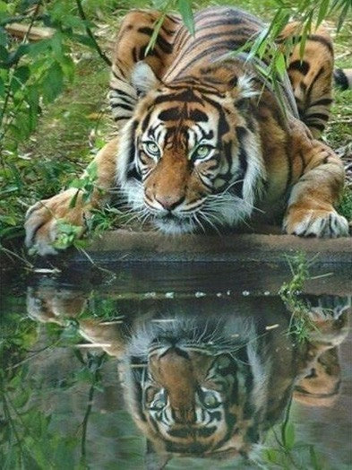 Tijger aan de Waterkant Schilderen op Nummers