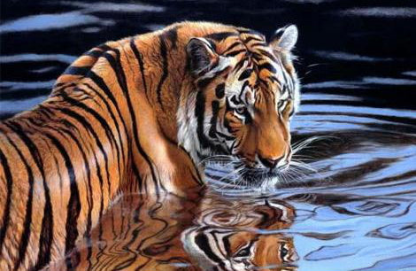 Tijger in het Water Schilderen op Nummers
