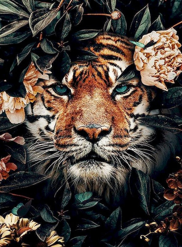 Tijger met Blauwe Ogen Schilderen op Nummers