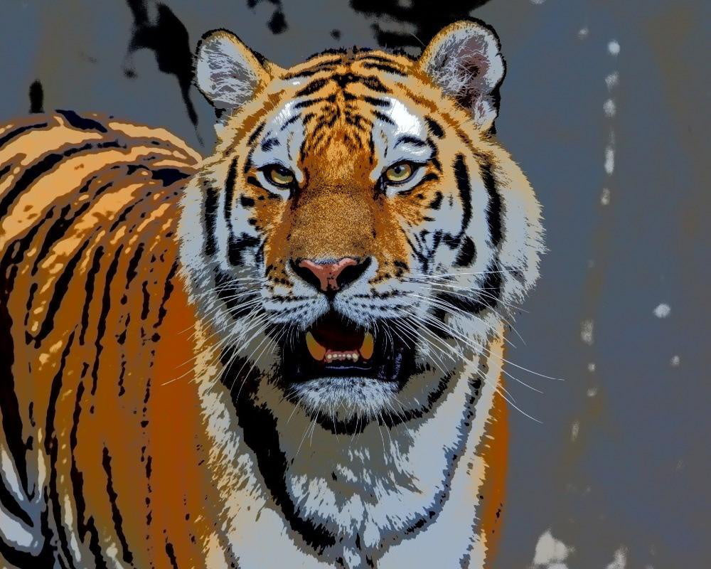 Tijger met een Lage Brul Schilderen op Nummers