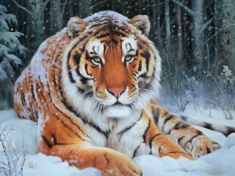 Tijger op Sneeuw Schilderen op Nummers