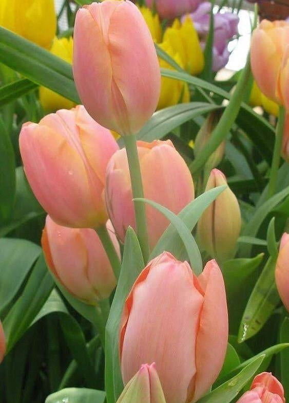 Tulpenveld Schilderen op Nummers