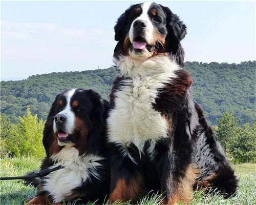 Twee Berner Sennenhonden Schilderen op Nummers
