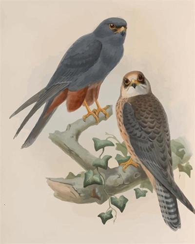 Twee Ernstige Vogels Schilderen op Nummers